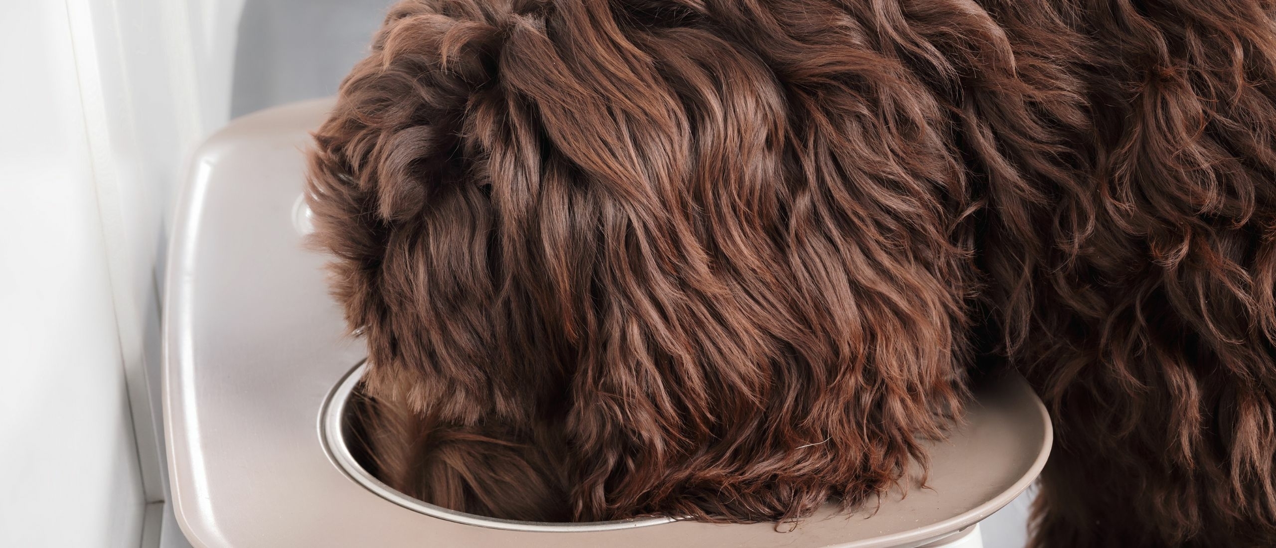 wat-te-doen-als-je-labradoodle-niet-wil-eten-header-afbeelding-min