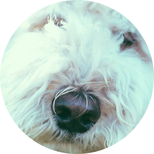 witte-labradoodle