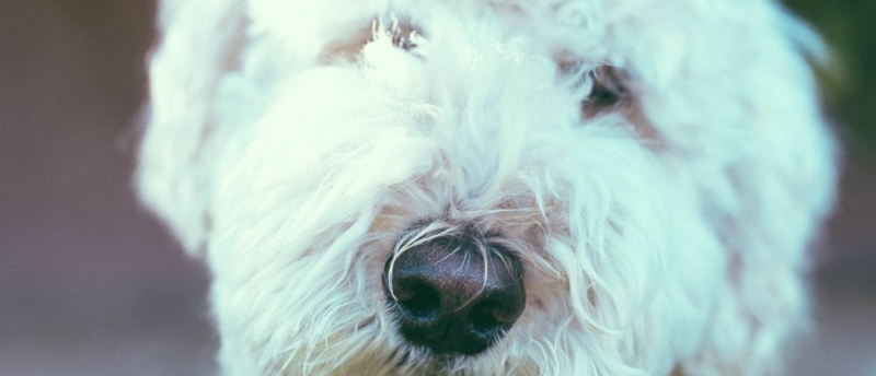 witte-labradoodle-in-de-camera