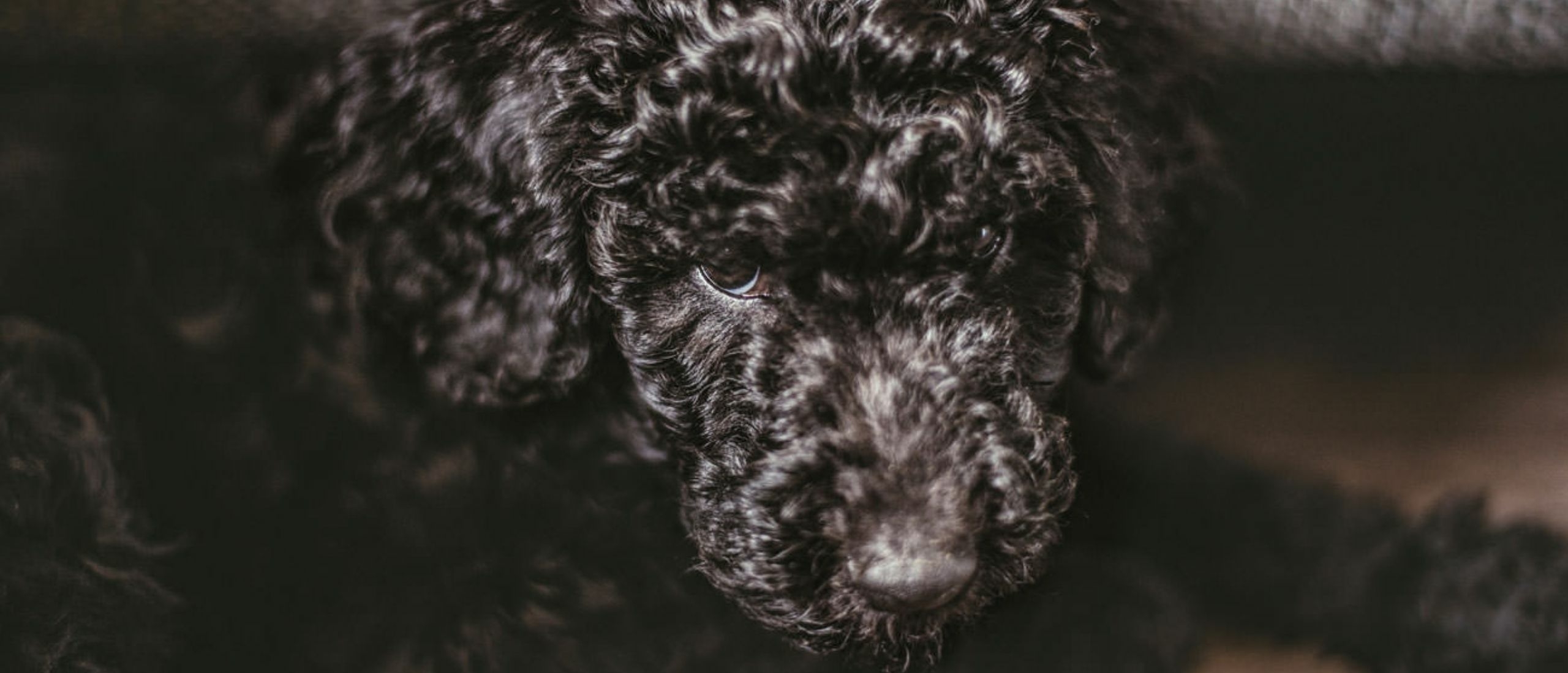 zwarte-labradoodle-header-blogartikel