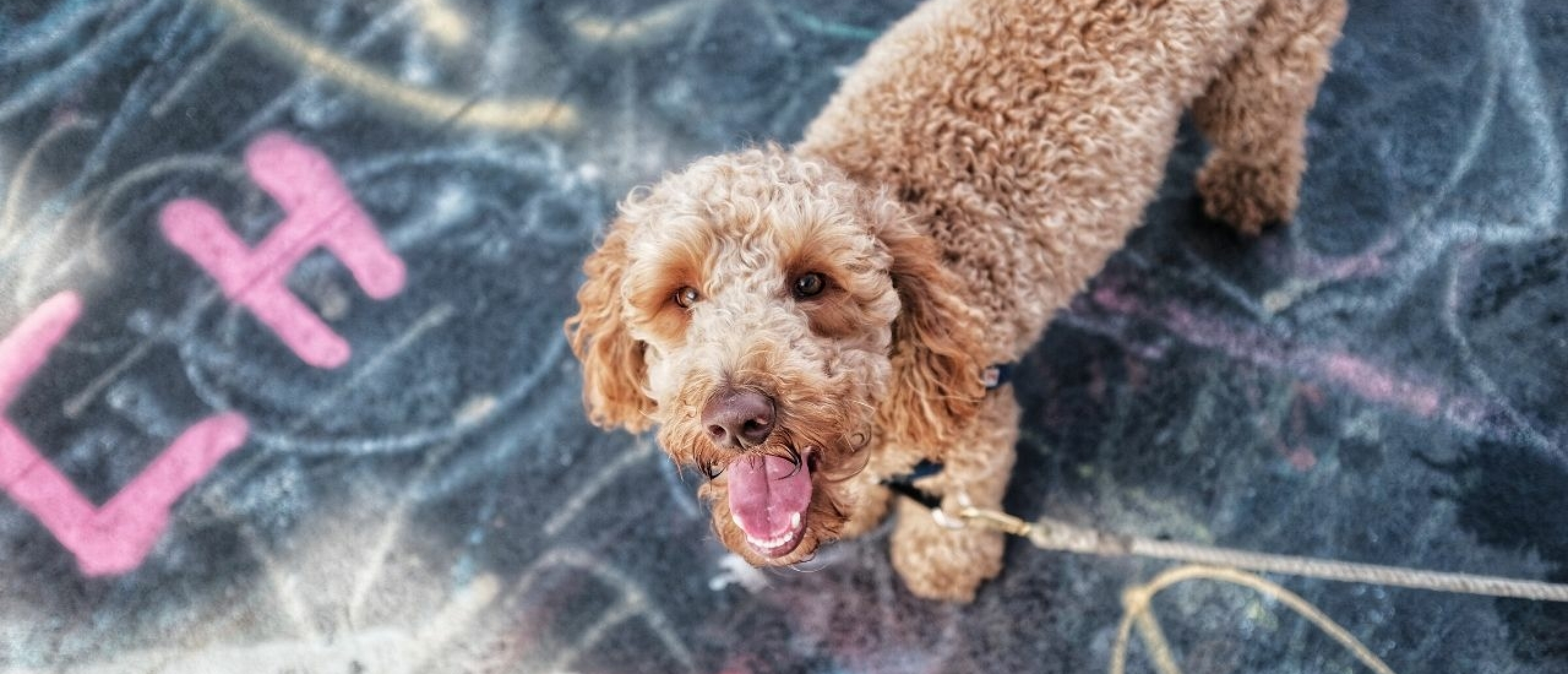 10 tips voor het welzijn van je Labradoodle (of andere hond)