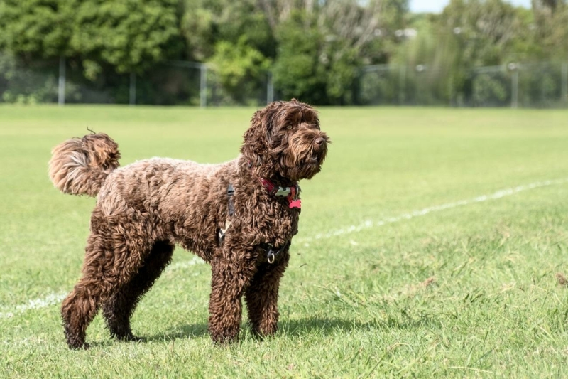 13-tips-voor-hondenspelletjes-en-je-hond-binnen-bezighouden-min