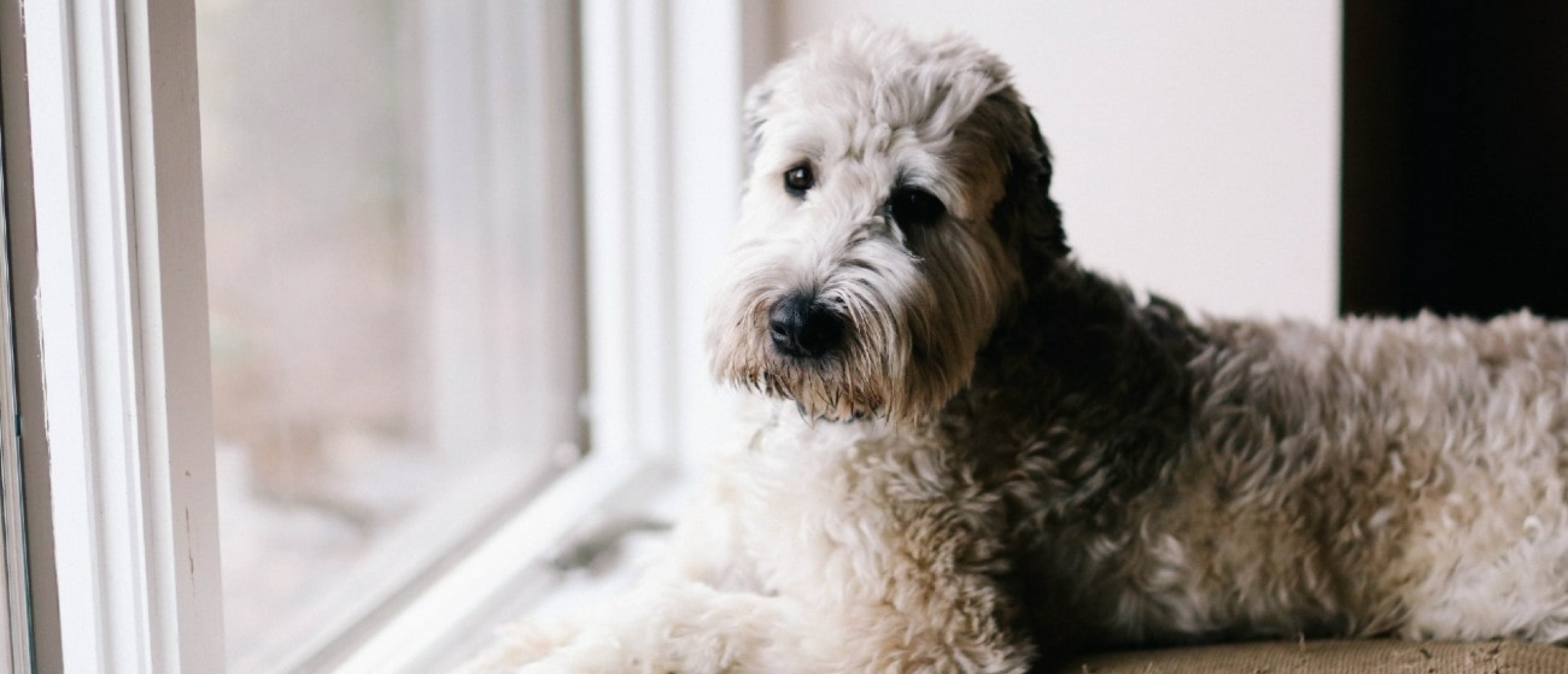 Ziekte van Cushing bij een hond