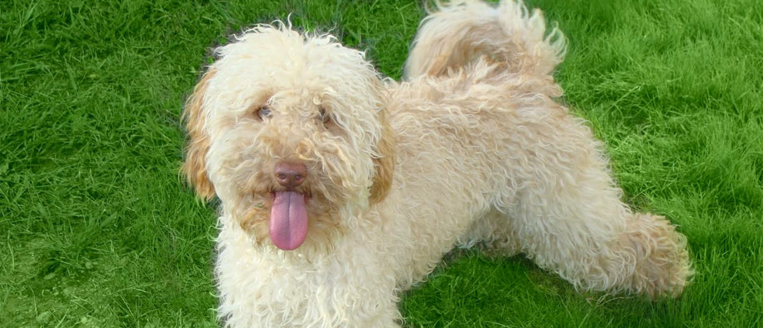 australian-labradoodle-mini