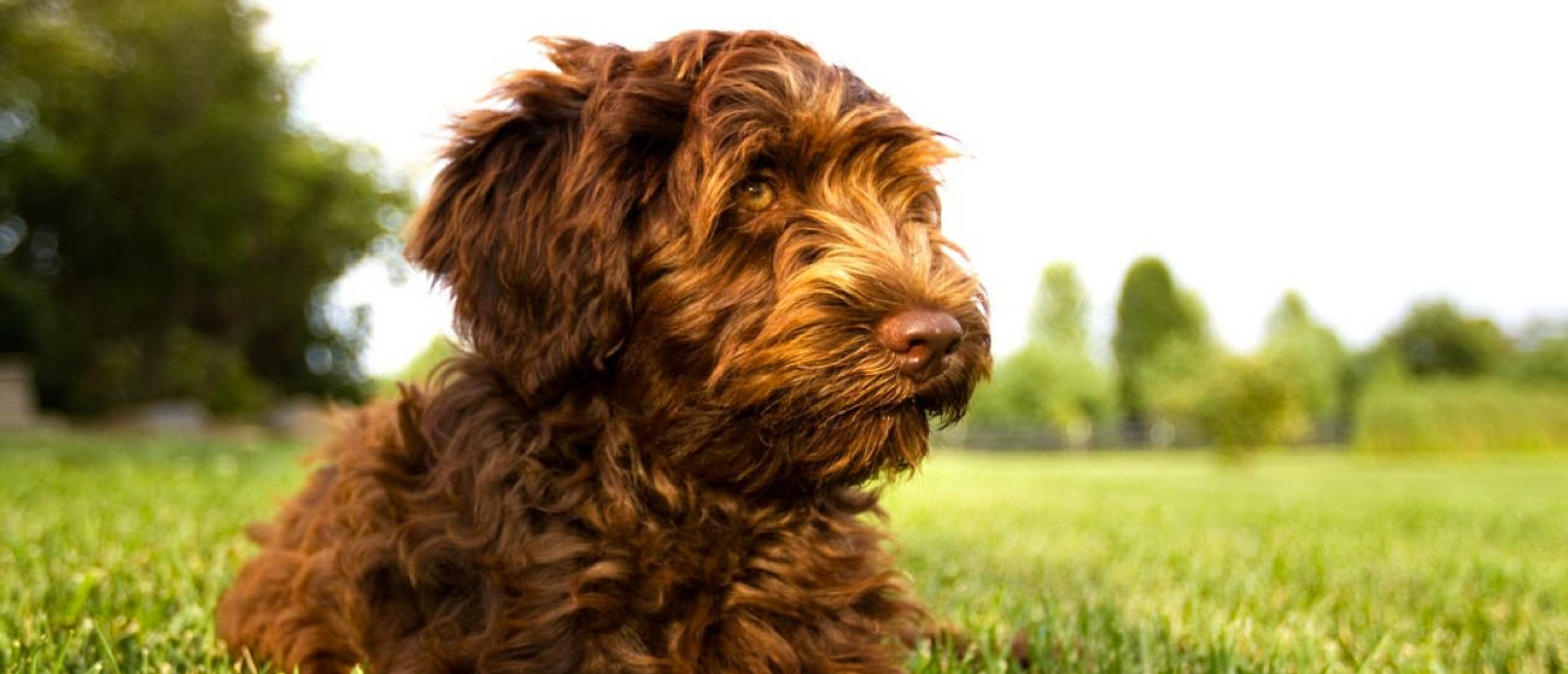 Een Labradoodle trimmen of laten trimmen?