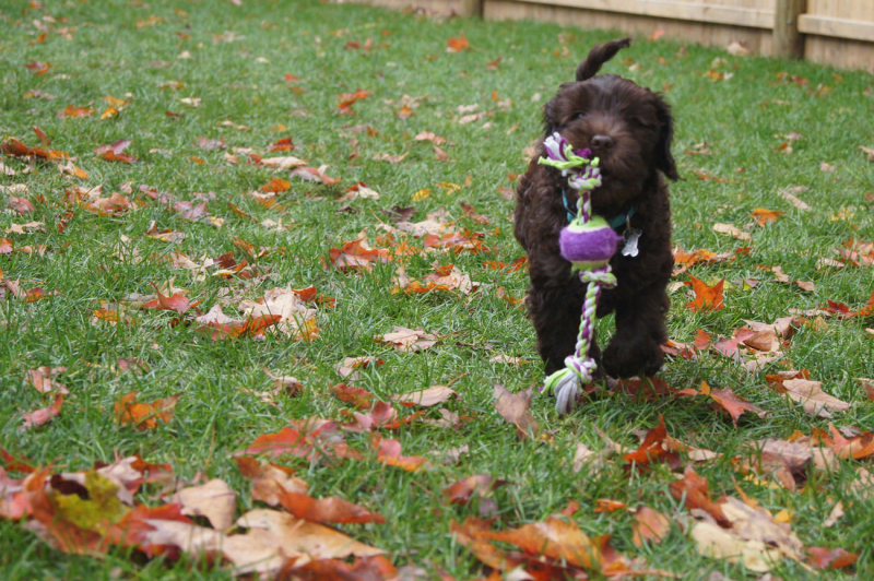 bijten-afleren-bij-een-labradoodle-1