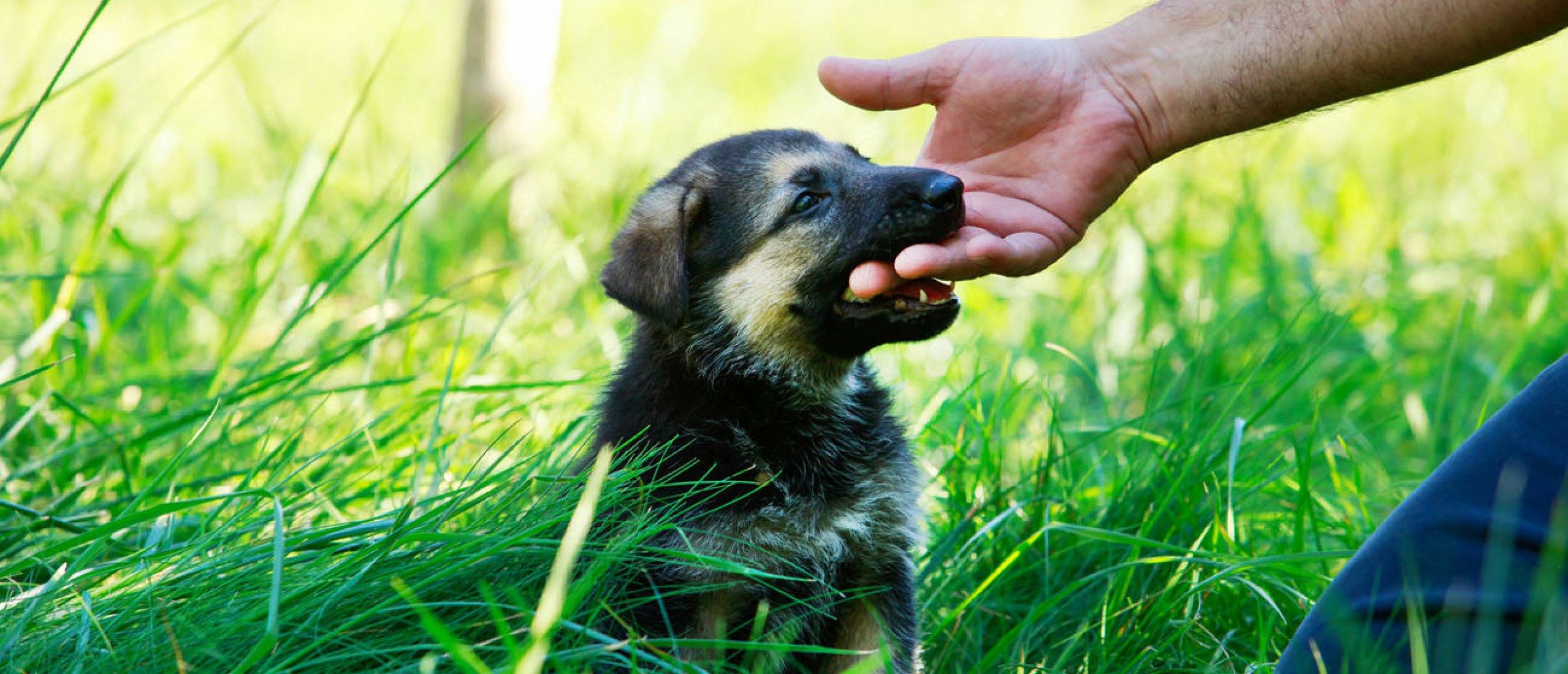 Hoe kan ik een bijtende pup corrigeren en het bijten afleren?