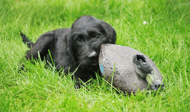 bijten-afleren-bij-een-labradoodle-4