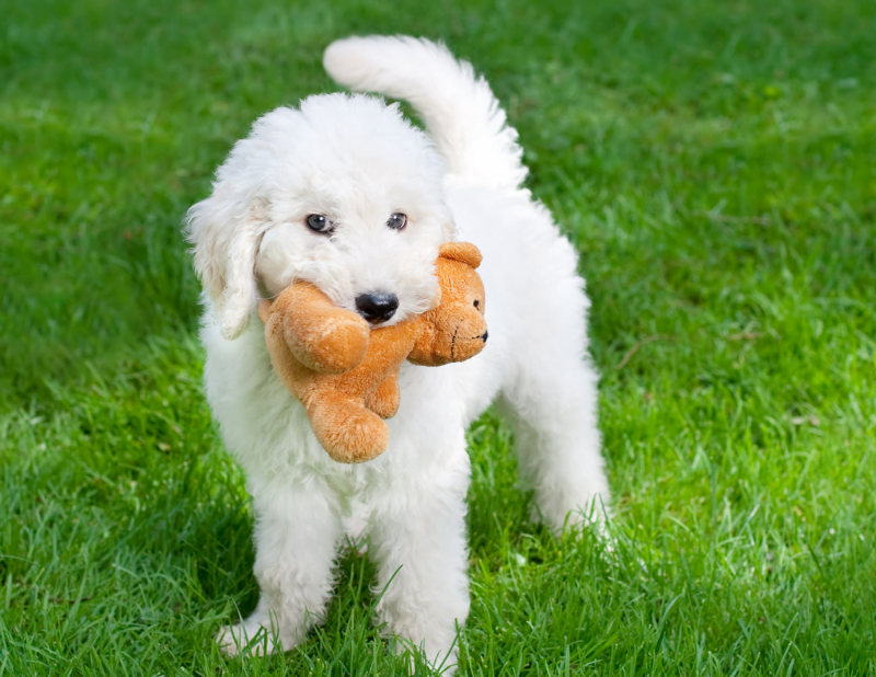 bijten-afleren-bij-een-labradoodle-5