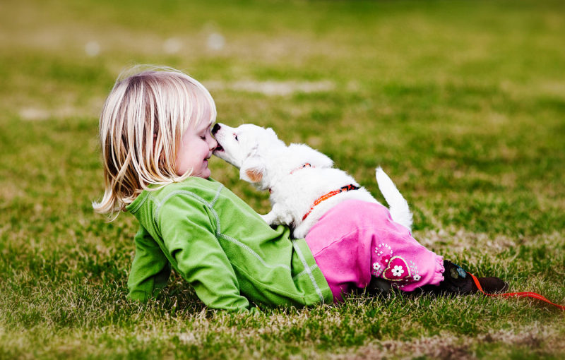 bijten-afleren-bij-een-labradoodle-6