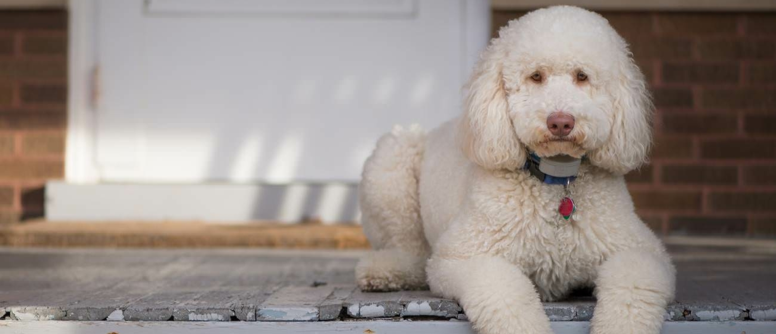 Mijn hond poept bloed: oorzaken en behandeltips