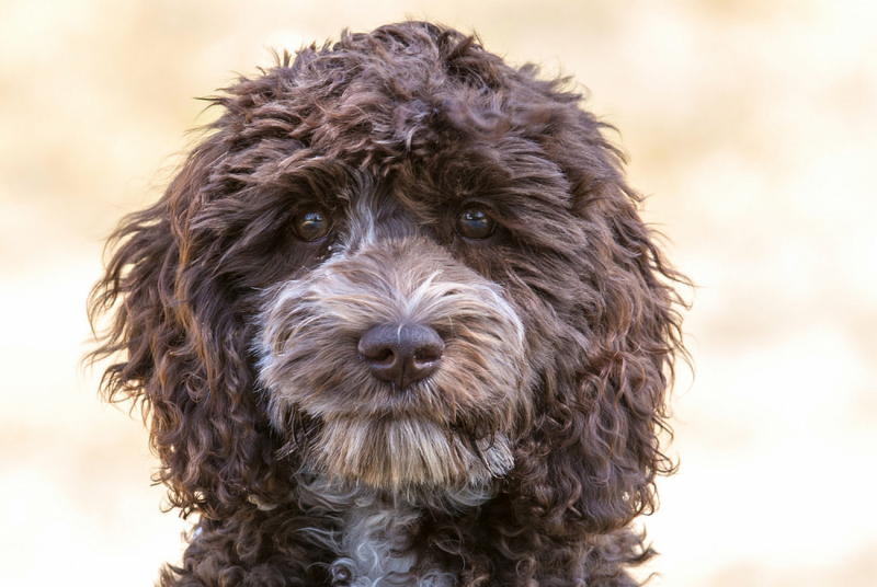 de-australian-labradoodle-allergie-vriendelijke-vacht