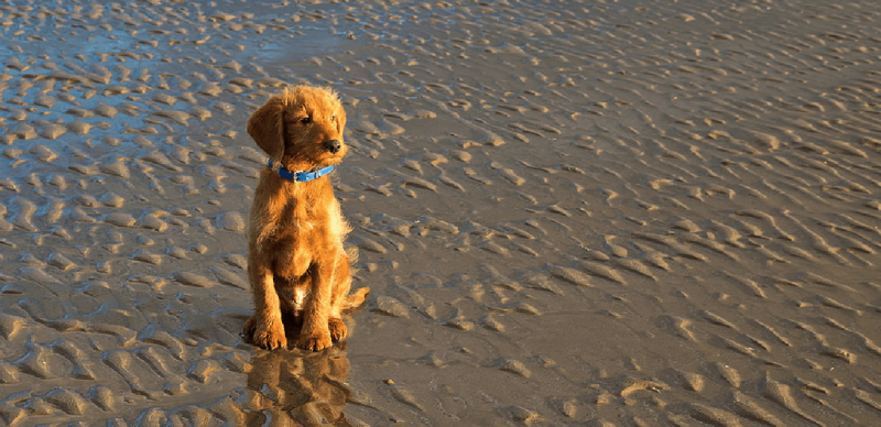 de-labradoodle-prijs-tips-en-informatie-2