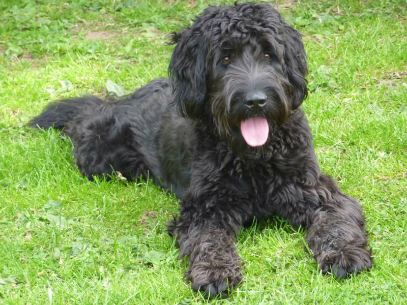 de-uiterlijke-kenmerken-van-een-australian-labradoodle