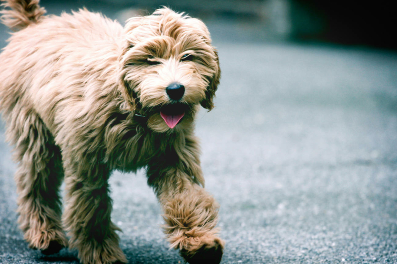 de-uiterlijke-kenmerken-van-een-australian-labradoodle-loopje