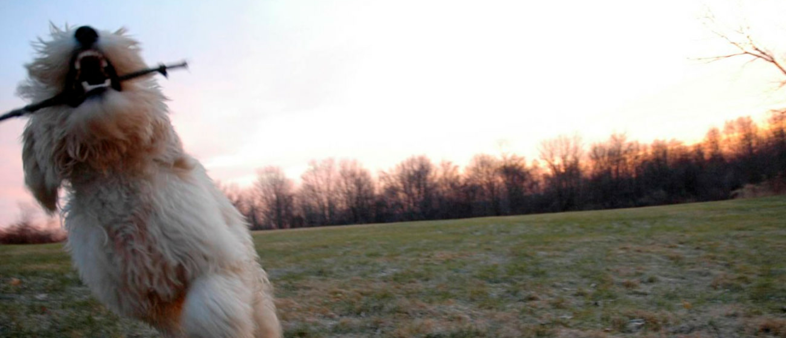 De uiterlijke kenmerken van een (Australian) Labradoodle