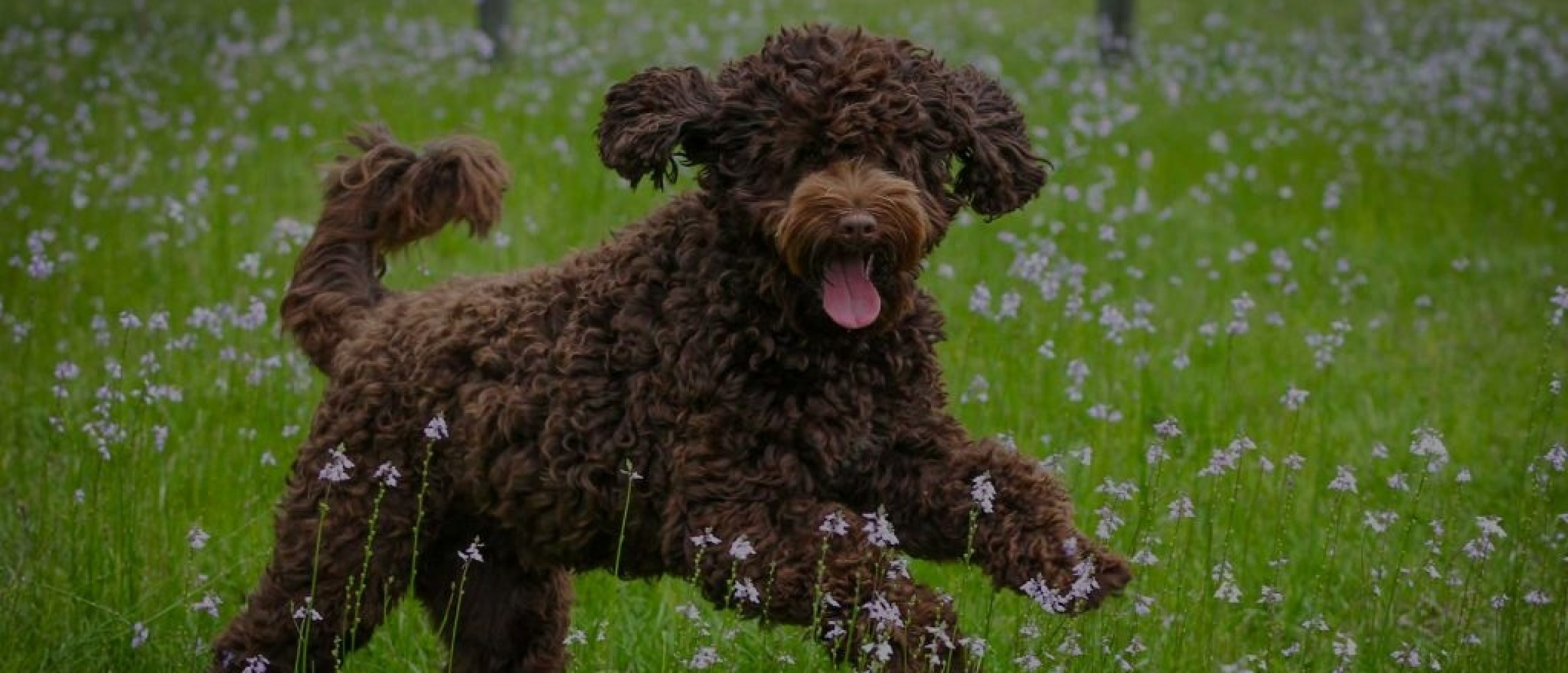 Hoe kun je omgaan met epilepsie bij honden?