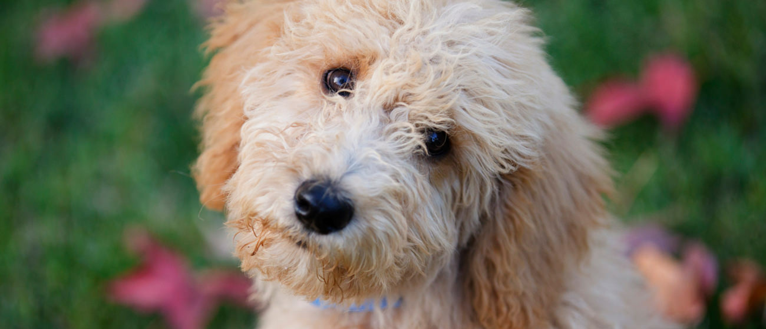 Hoe kies je een (Australian) Labradoodle Fokker?