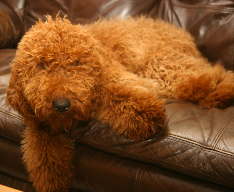 kleuren-van-de-australian-labradoodle-abrikoos-1