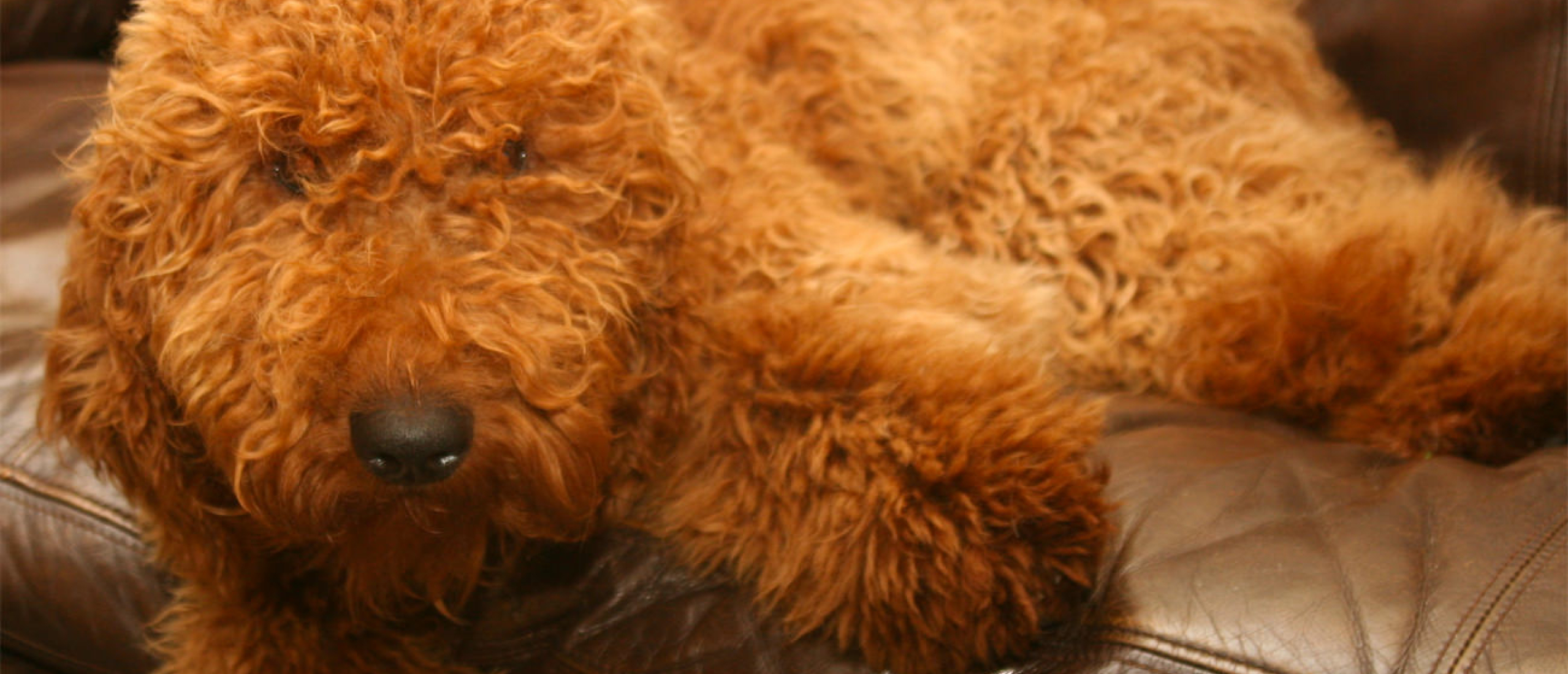 Dit zijn de 12 kleuren van de Australian Labradoodle