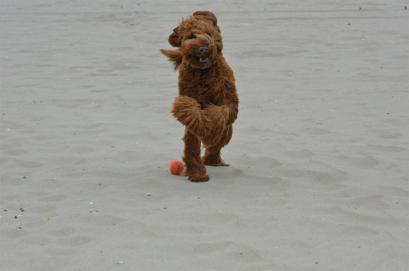 labradoodle-aan-het-spelen-in-het-zand