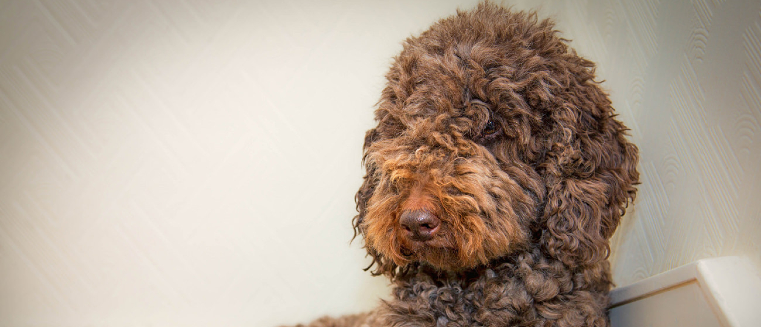 Een Labradoodle in het bruin kopen