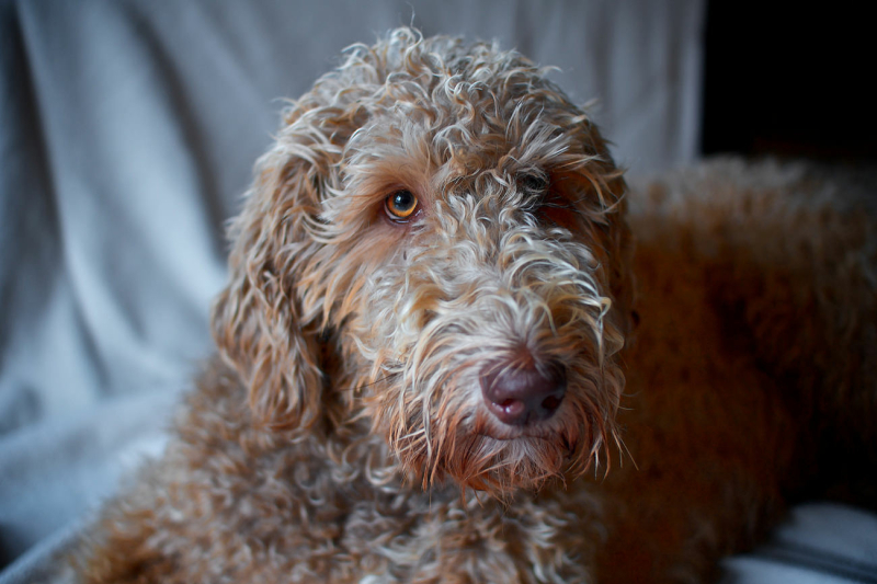 labradoodle-herplaatsing-v2