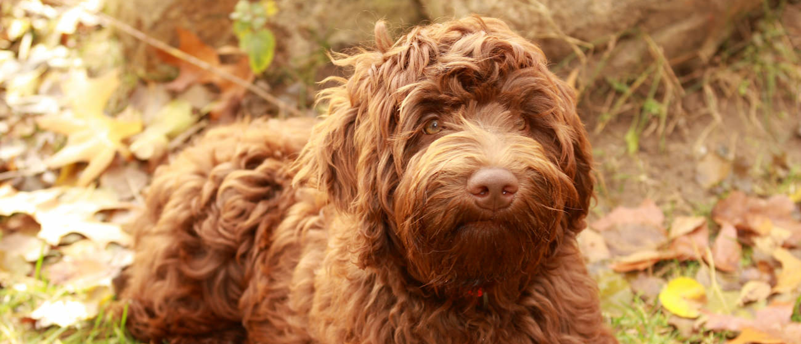 De Labradoodle medium, een gezellige en rustige gezinshond