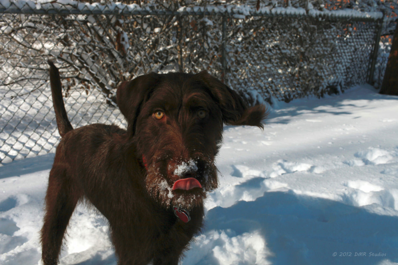 labradoodle-medium-in-de-sneeuw