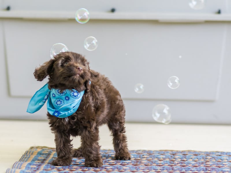 labradoodle-meer-informatie-en-tips-over-het-ras