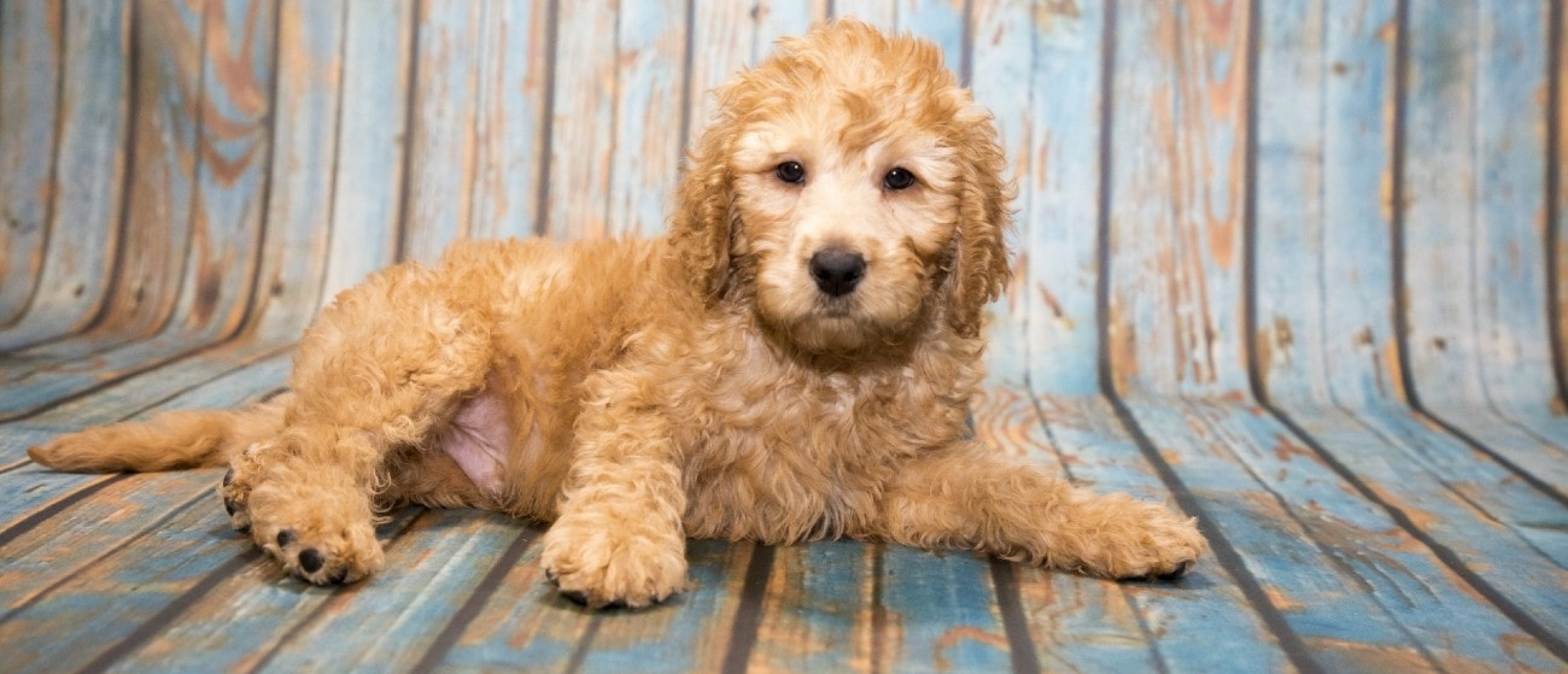 Op zoek naar puppy speelgoed? Lees zeker mijn tips