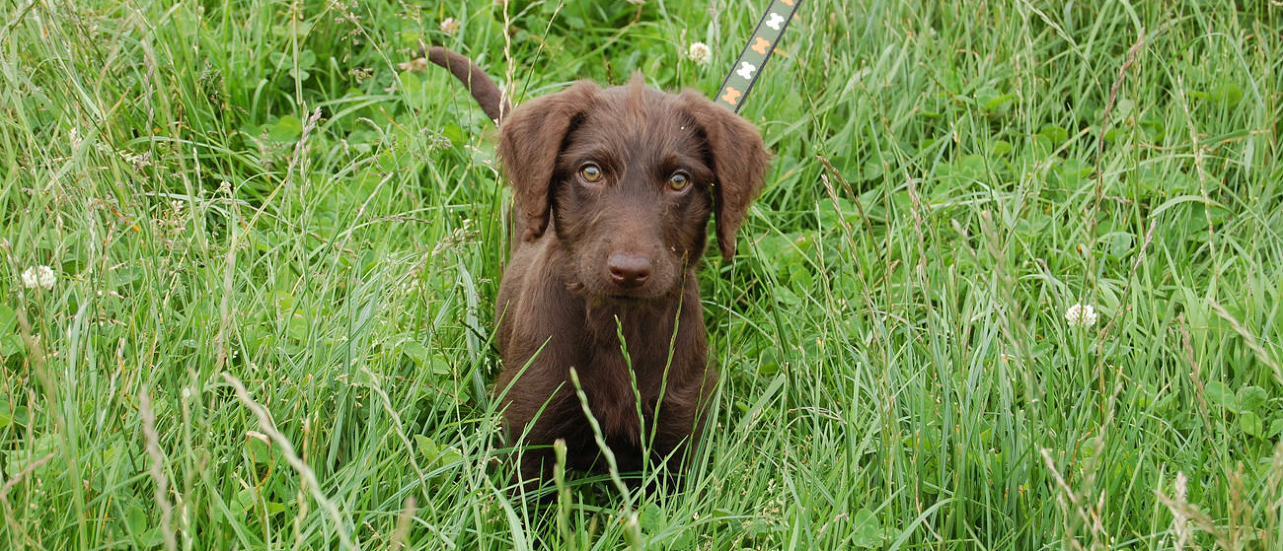 Labradoodle pups te koop: waar moet je op letten?