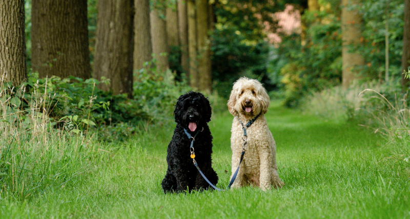 labradoodle-tips-voor-fokkers-2