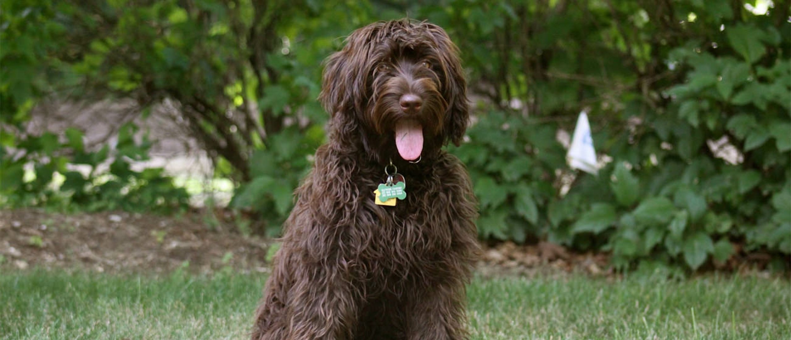 Labradoodle vacht: fleecevacht of wolvacht