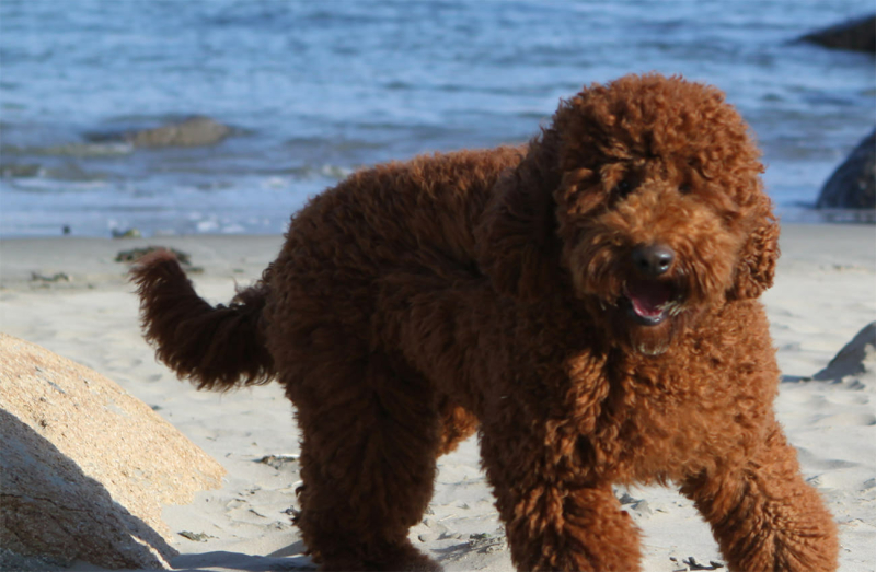 labradoodle-vacht-wollenvacht