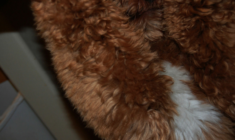 labradoodle-verzorging-borstelen-en-wassen