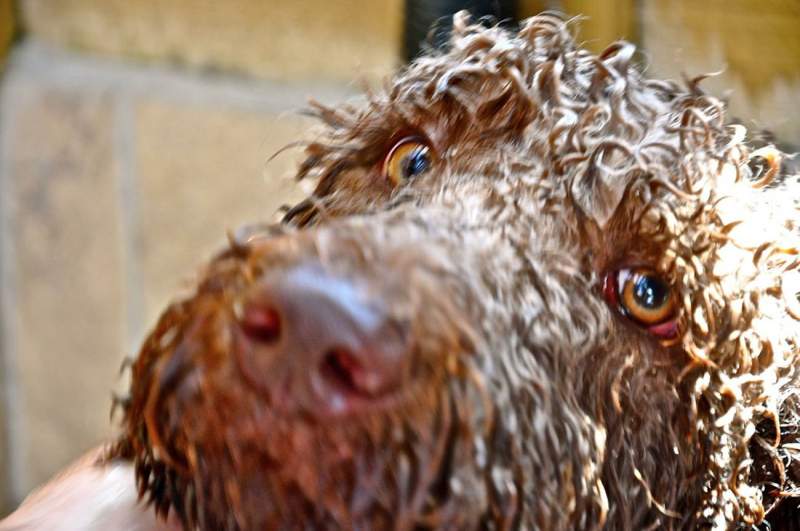 labradoodle-verzorging-borstelen-en-wassen-foto-nat