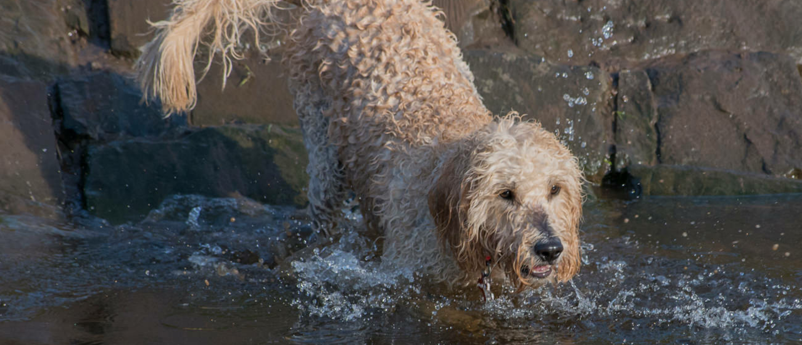 Labradoodle verzorging: borstelen en wassen