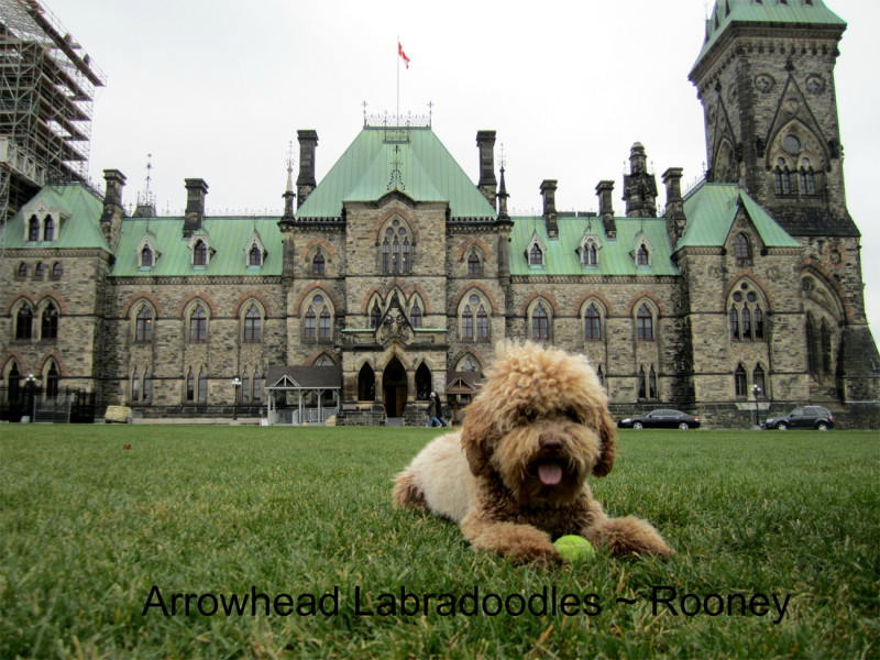 labradoodle-voor-een-kasteel