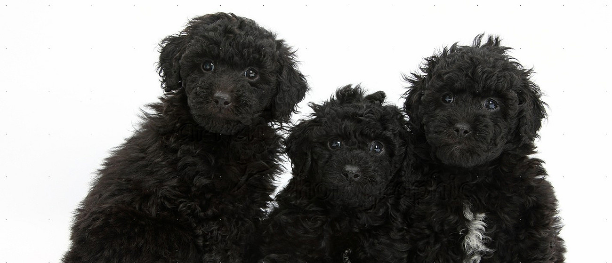 De Labradoodle met zwarte vacht