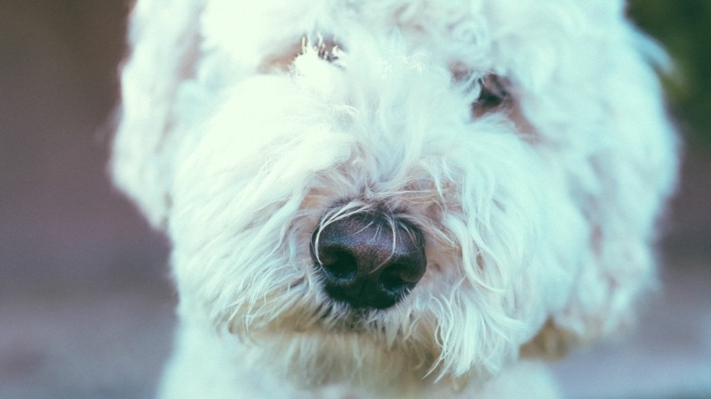 labradoodleinfo-wat-mogen-honden-wel-en-niet-eten-v2