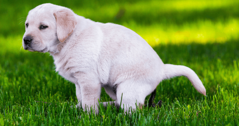 labrador-puppy-met-diarree-1