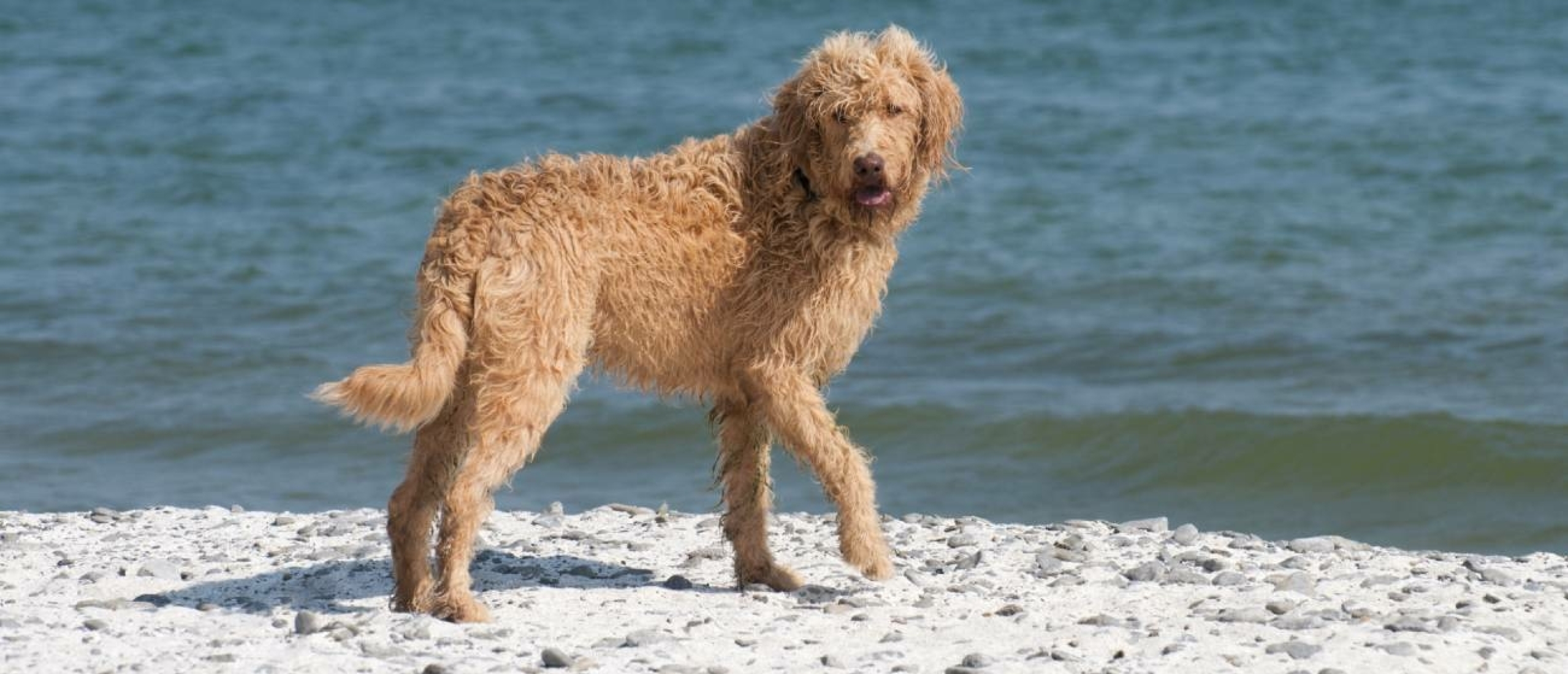 OCD bij honden; voorkomen is beter dan genezen