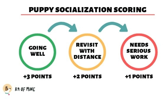 puppy-scorelijst-socialisatie