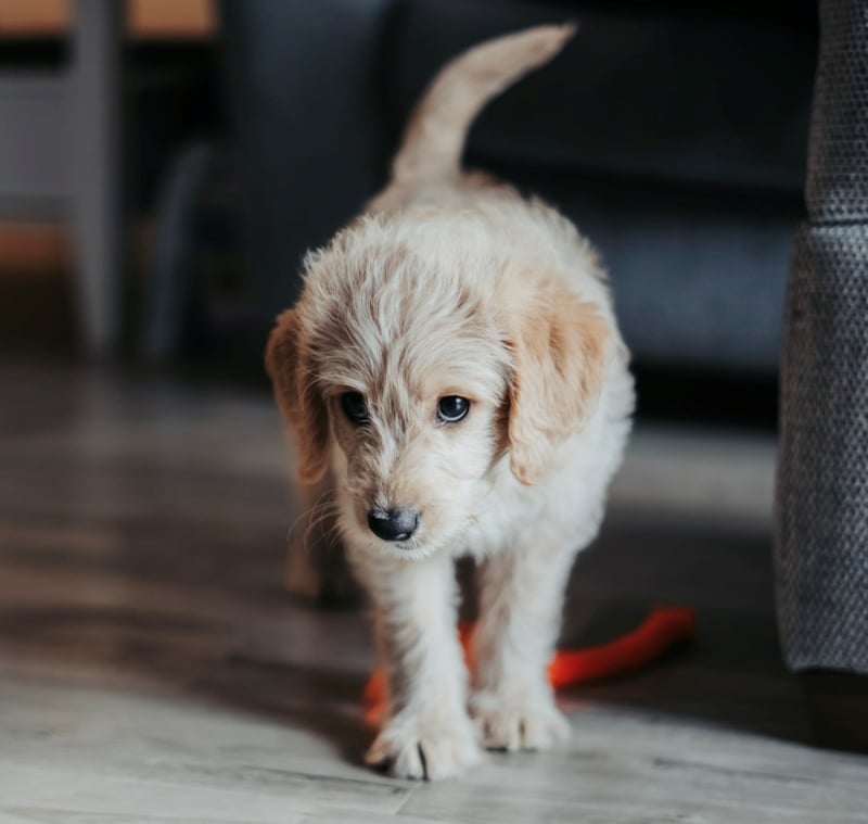 snap-jij-de-lichaamstaal-van-honden-v2-min