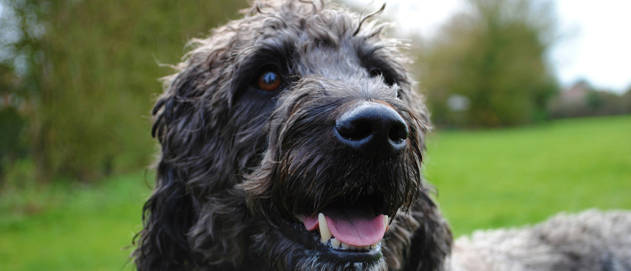 Tips bij de aanschaf van een (Australian) Labradoodle