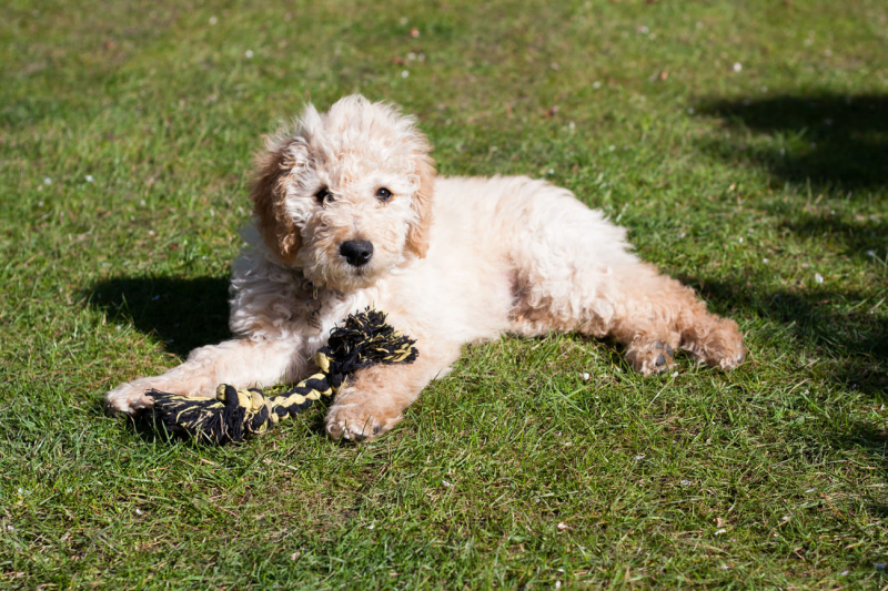 tips-bij-de-aanschaf-van-een-australian-labradoodle-puppy