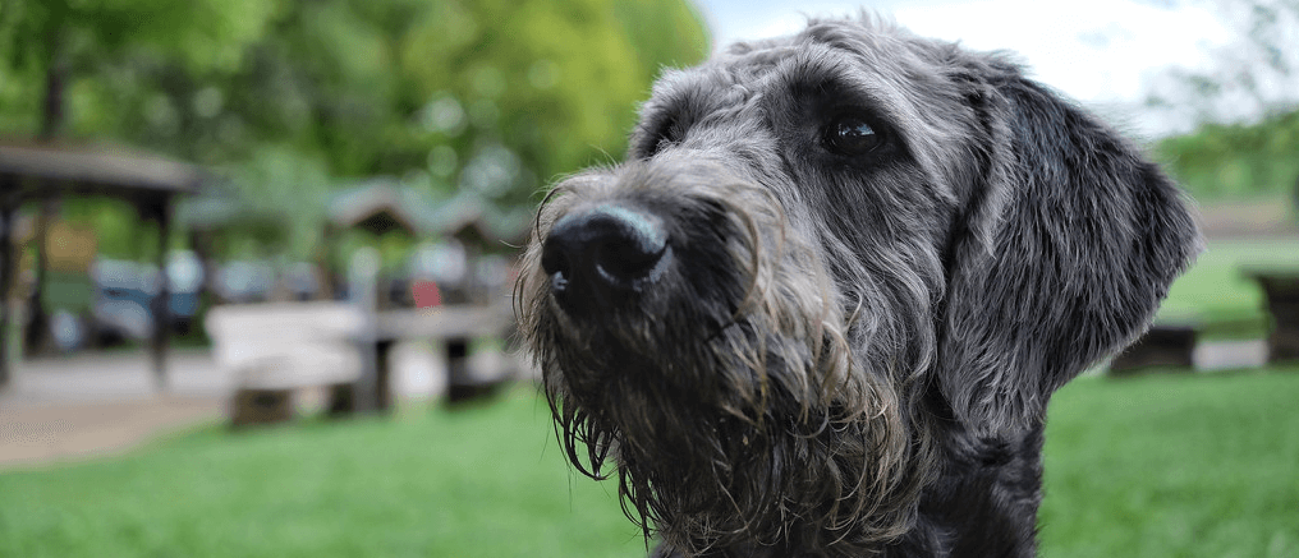 Tips om een oude (Labradoodle) hond te verzorgen