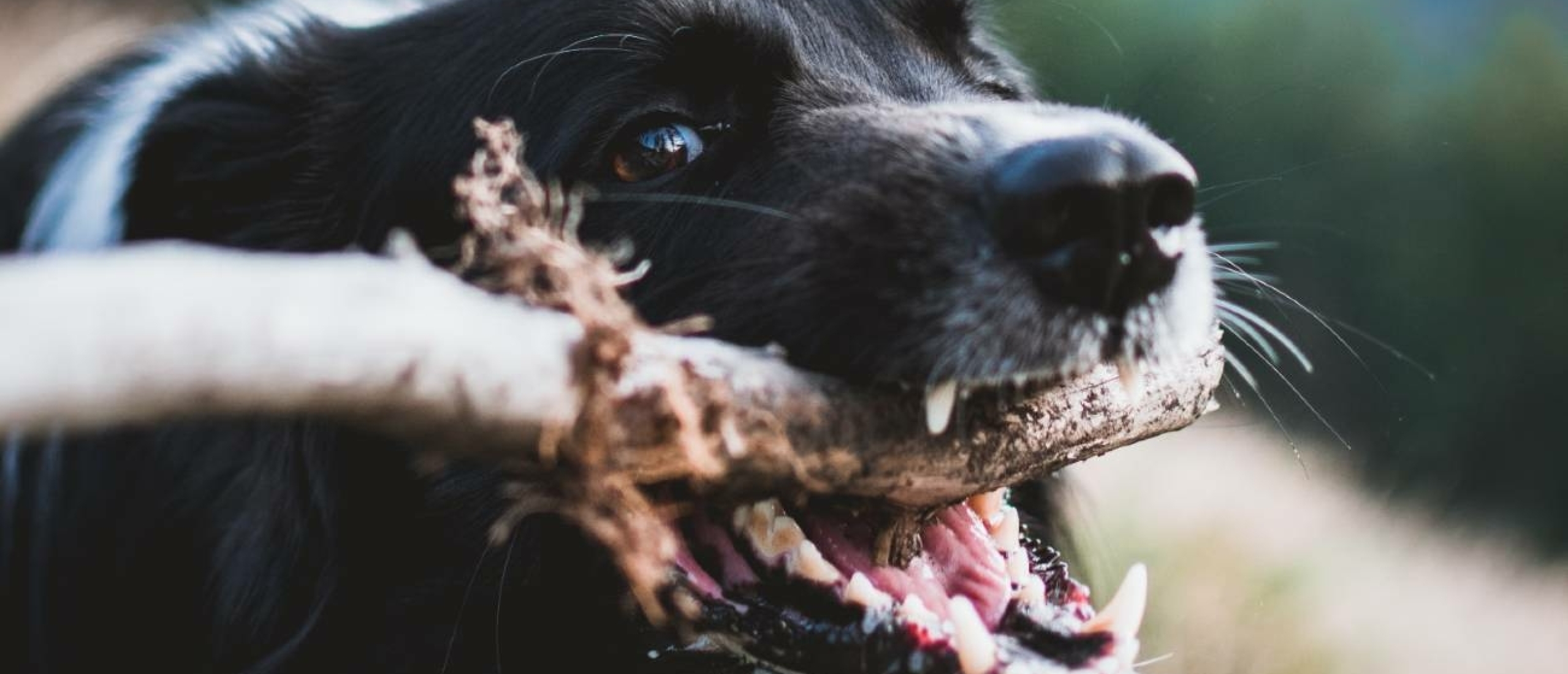 Tips voor gebitsreiniging bij je hond