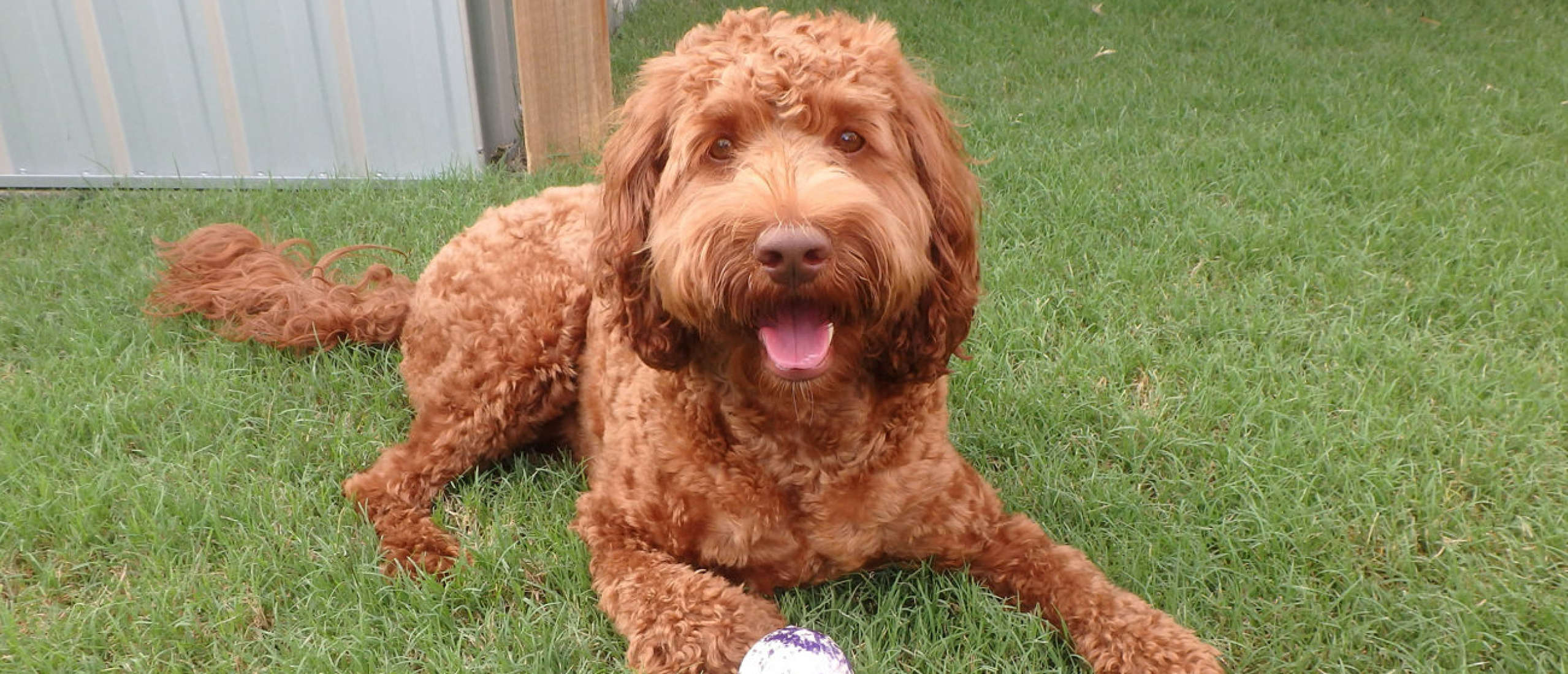 Vachtverzorging van de Australian Labradoodle (video)